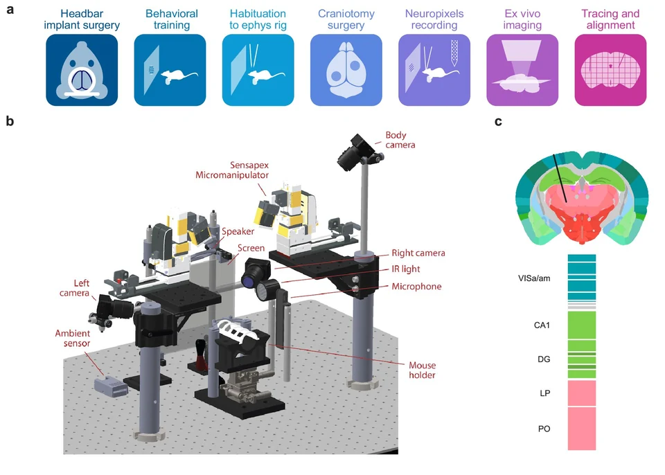 The standardized electrophysiology workflow, experimental rig, and repeated recording site spanning five brain regions.