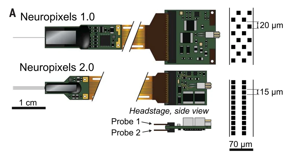 Neuropixels 1.0 and 2.0 hardware compared, including shanks, electrode spacing, and the miniaturized two-probe headstage.